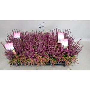 Calluna vulg. ...