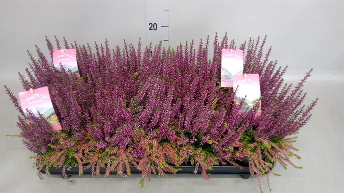 <h4>Calluna vulg. ...</h4>