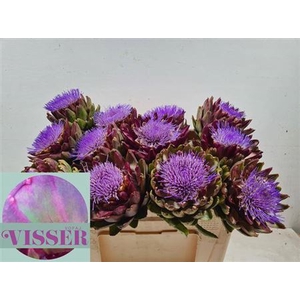 Cynara Sc Green Glob