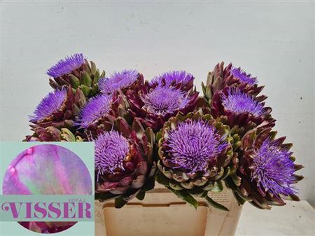 <h4>Cynara Sc Green Glob</h4>