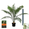 Dicksonia antarctica