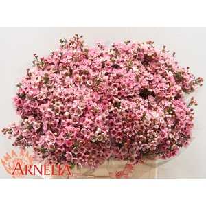 Chamelaucium Sarah's Delight