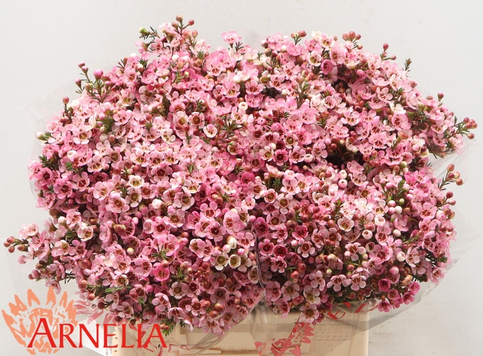 <h4>Chamelaucium Sarah's Delight</h4>