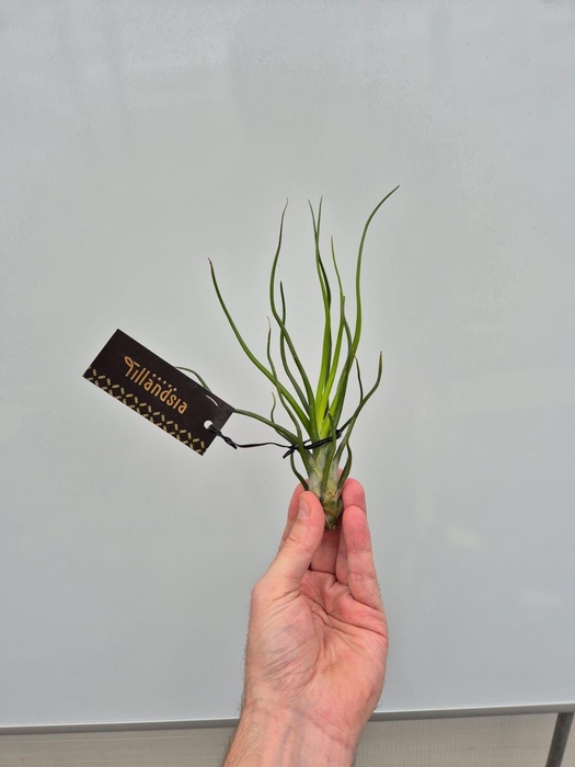 <h4>Tillandsia Bulbosa "Upright" L met Label</h4>