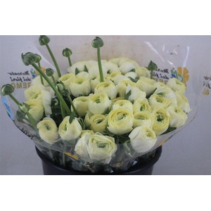 Ran Cloni Sup Commedia