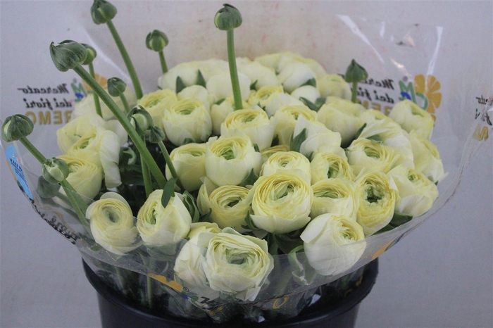 <h4>Ran Cloni Sup Commedia</h4>