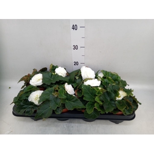 Begonia tuber. 'Tenella White'