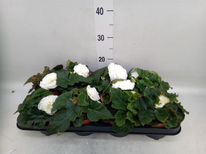 <h4>Begonia tuber. 'Tenella White'</h4>
