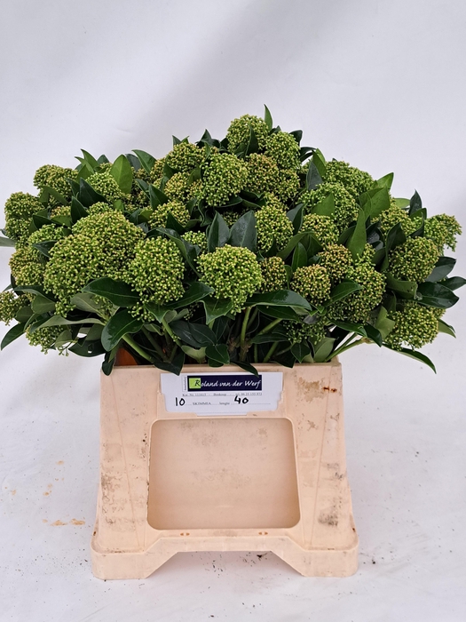 <h4>SKIM J WHIT GLOBE BS</h4>