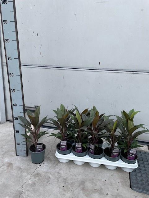 <h4>CORD FR RUMBA</h4>