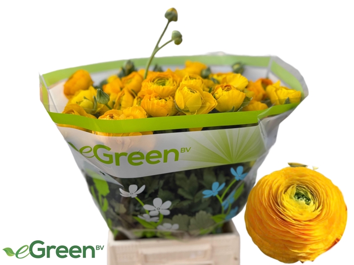 <h4>RAN EL YELLOW</h4>