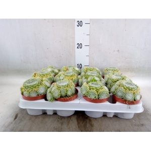 Sempervivum   ...
