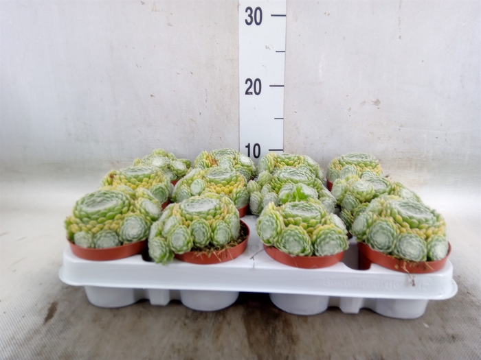 <h4>Sempervivum   ...</h4>