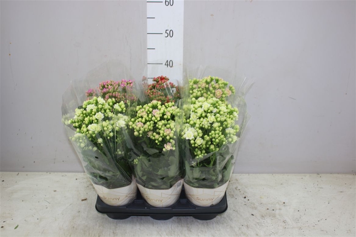 <h4>Kalanchoe Sunny Gemengd</h4>