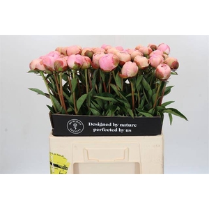 Paeonia albert crousse