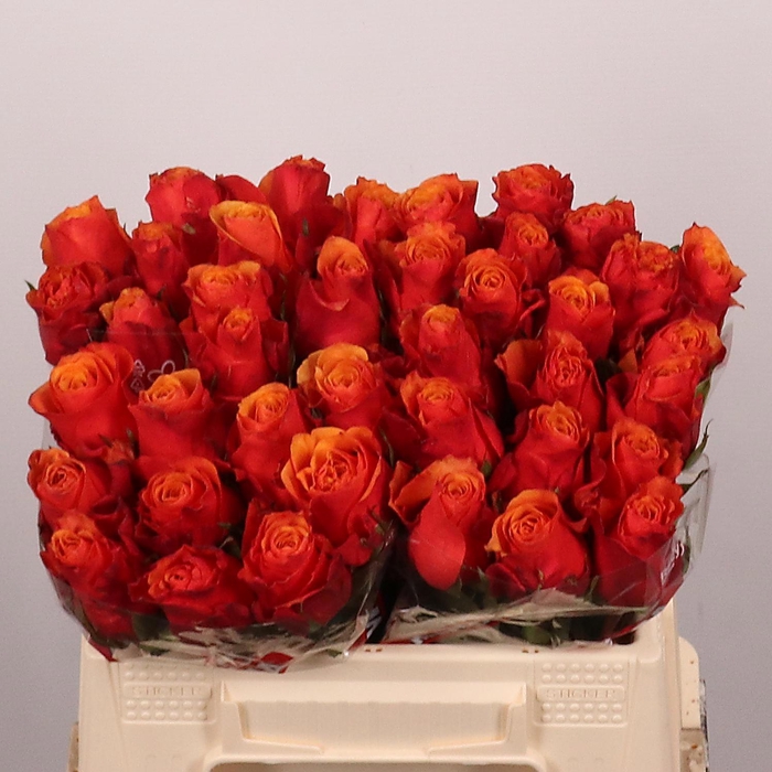 <h4>R GR ESPANA@</h4>