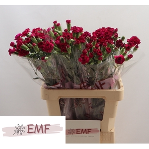 Di Tr Kingfish Speci