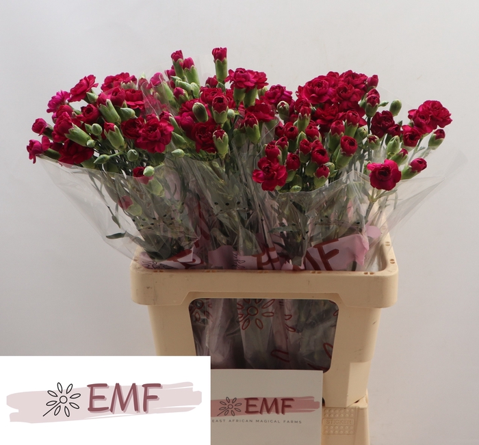 <h4>DI TR KINGFISH SPECI</h4>