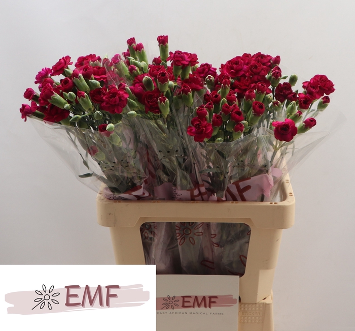 <h4>Di Tr Kingfish Speci</h4>