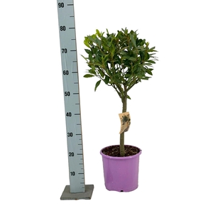 LAU NOBILIS