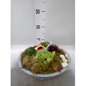 Arr.  Sempervivum L%