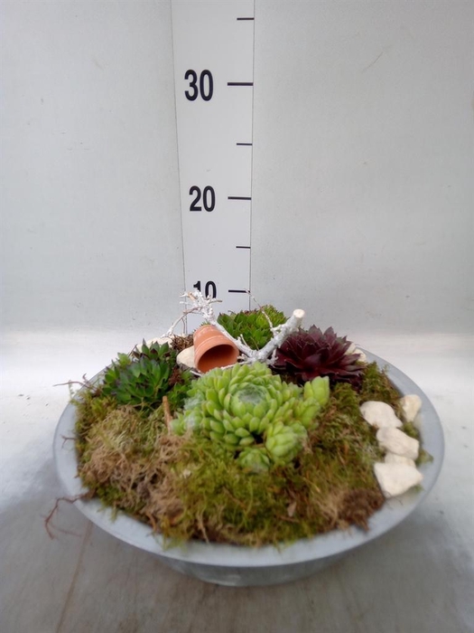<h4>Arr. Sempervivum L%</h4>