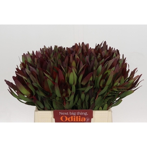 Leucadendron Saf Sunset Dark R.