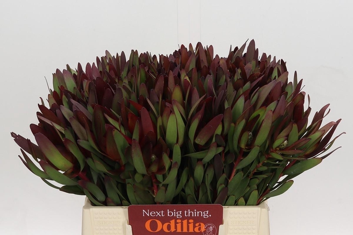 <h4>Leucadendron Saf Sunset Dark R.</h4>