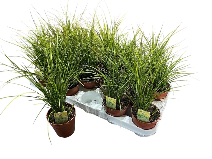 <h4>CARE CO SNOWLINE</h4>