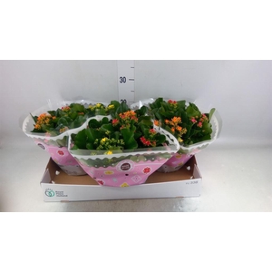 Kalanchoe blos.   ..mix in pot