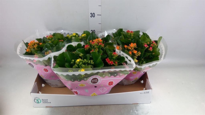 <h4>Kalanchoe blos.   ..mix in pot</h4>