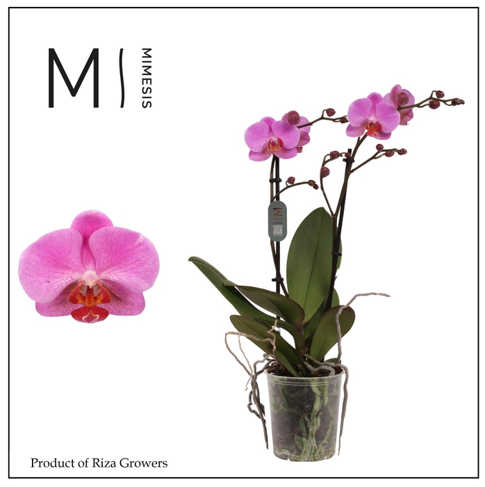 <h4>Mimesis Phal. Fredrikstad - 2 spike 12cm</h4>