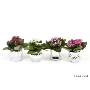 KALANCHOE BLOSSF KERST P6 E 2235