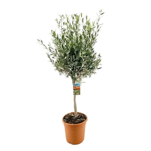 Olea europaea