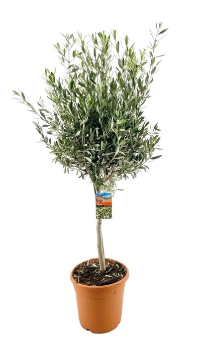 <h4>Olea europaea</h4>