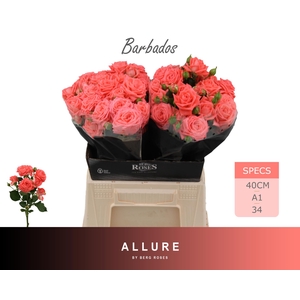 R TR BARBADOS ALLURE 40 cm