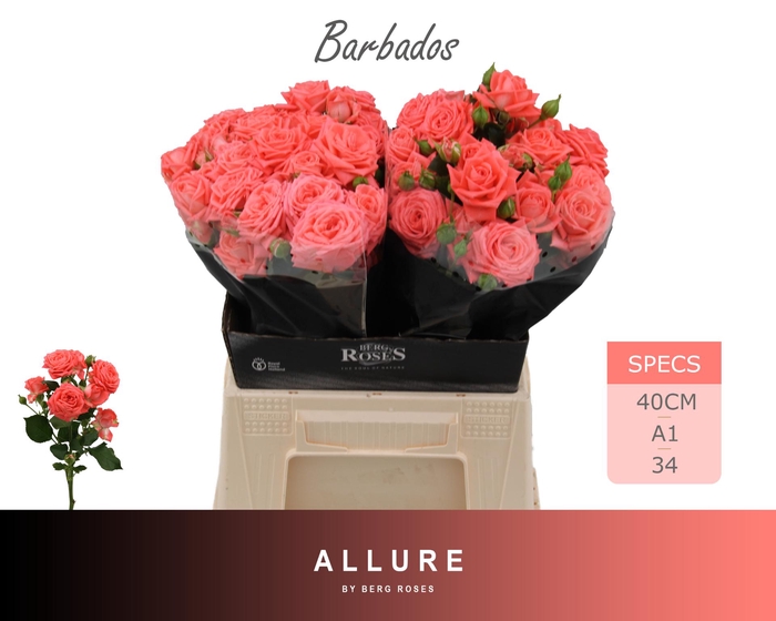 <h4>R TR BARBADOS ALLURE 40 cm</h4>