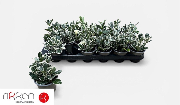 <h4>EUONYMUS JAP KATHY</h4>