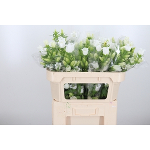 Campanula Champ Whit