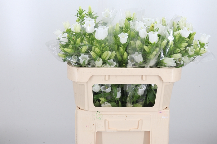<h4>Campanula Champ Whit</h4>