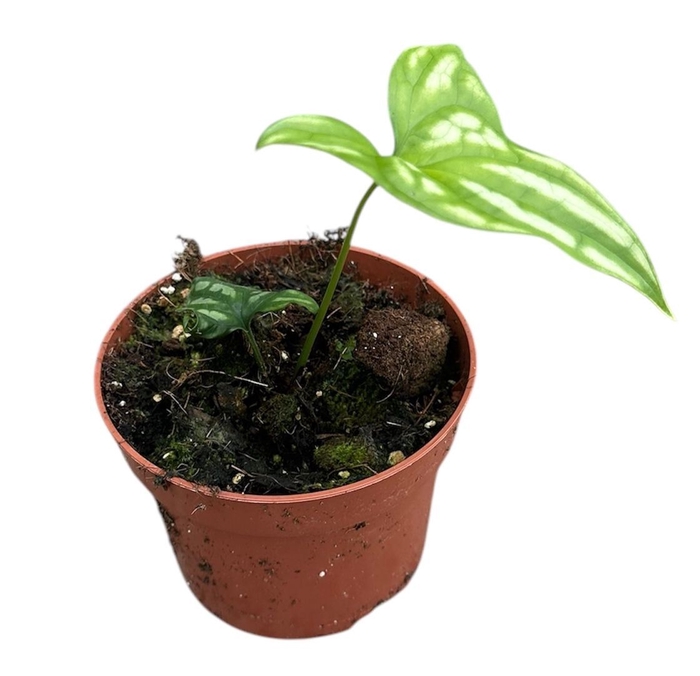 Cercestis Mirabilis