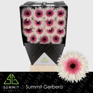 Gerbera Spider Stunt Diamond per kaart
