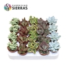 Sierra's® - Sevilla Succulent Mix (Deluxe)