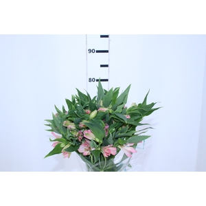 ALSTROEMERIA DUBAI 080 CM