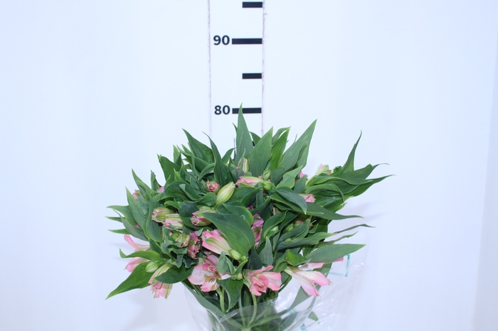 ALSTROEMERIA DUBAI 080 CM