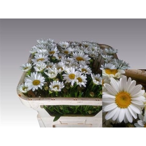 Leuc Ov Margriet