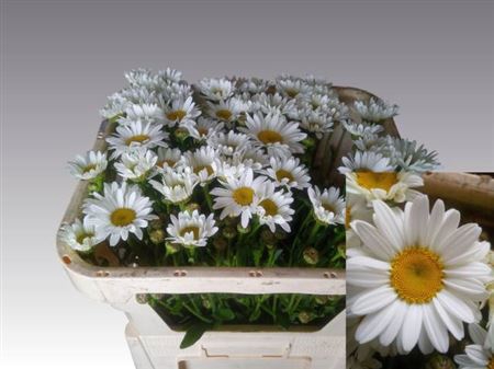 <h4>Leuc Ov Margriet</h4>