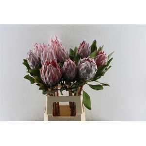 Protea Cynaroides