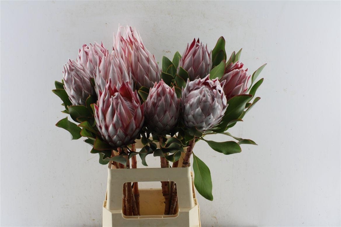 <h4>Protea Cynaroides</h4>