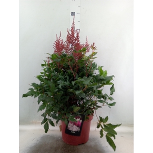 Astilbe   ...